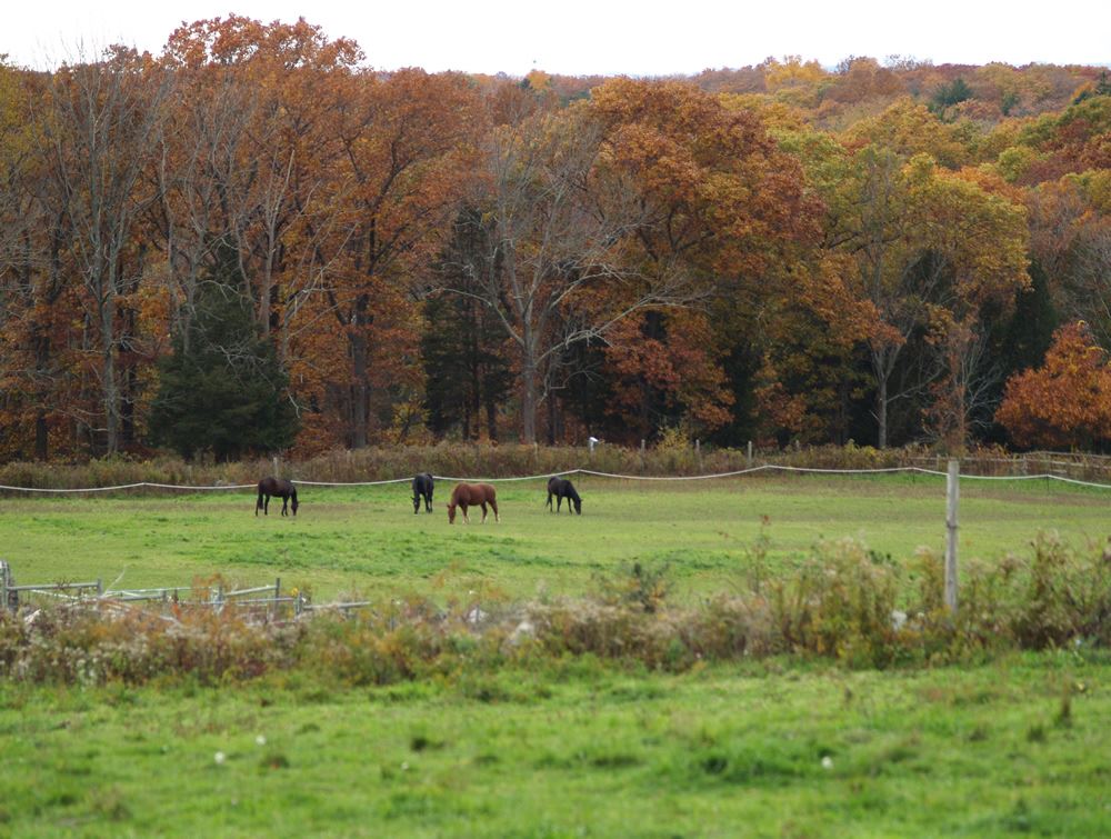 Horses in the field below
